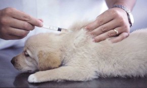 puppy-being-vaccinated
